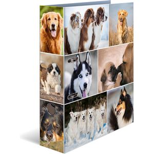 Herma Ordner 7165 Animals, Karton, A4, 7cm, Motiv Hunde