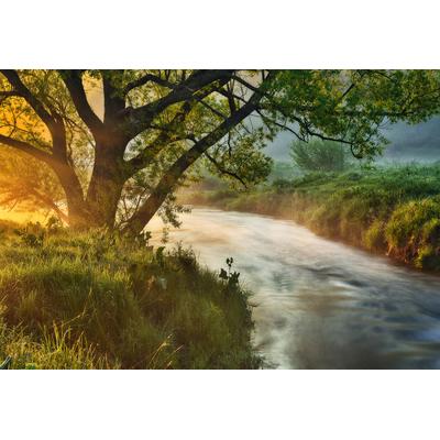 Fototapete PAPERMOON "Fluss am Baum", bunt, B:4,5m L:2,8m, Vlies, Tapeten