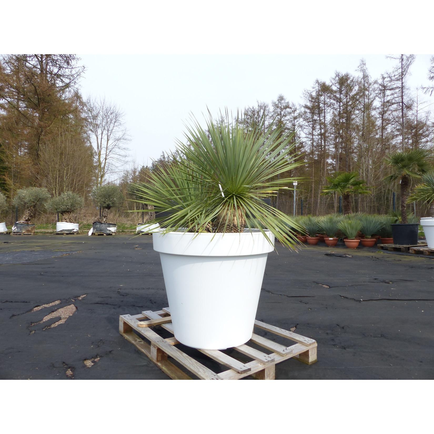 Yucca Rostrata 140 cm Stamm 25 cm im Pflanzkübel Ø80 cm Weiß winterhart