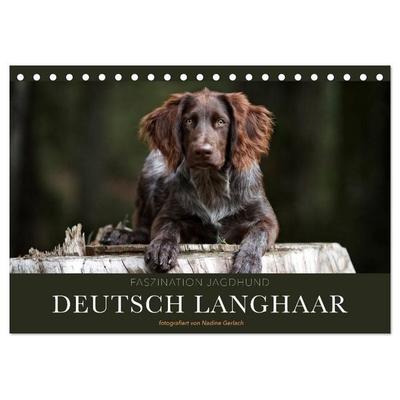 Faszination Jagdhund - Deutsch Langhaar (Tischkalender 2027 DIN A5 quer), CALVENDO Monatskalender