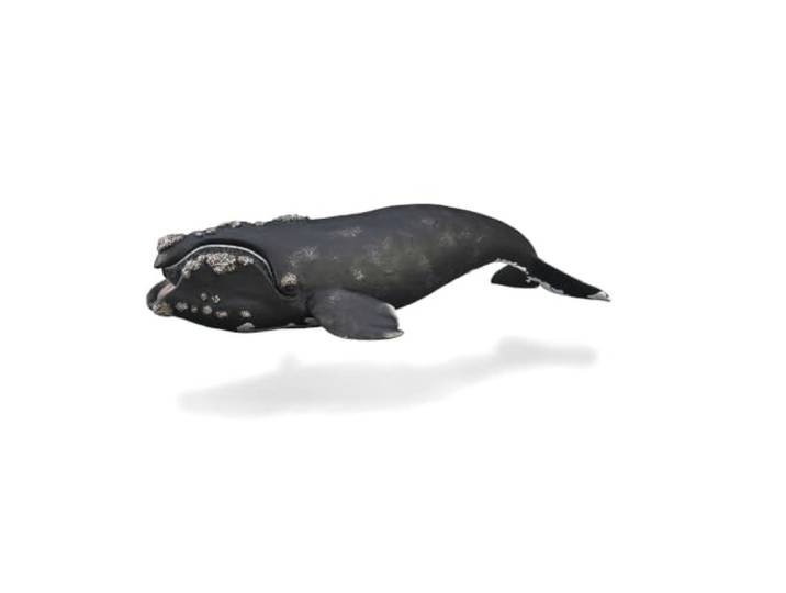 Collecta - Rechts - verzamelfiguur - maat XL - (Deqube 90188740)