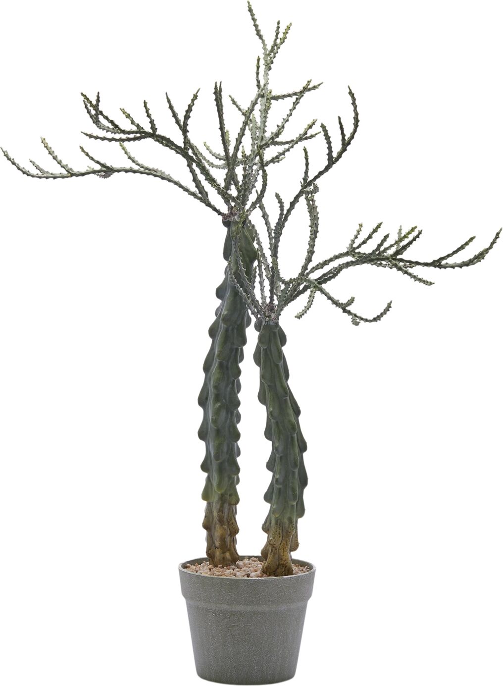 Edg Kakuts im Topf H: 75 cm