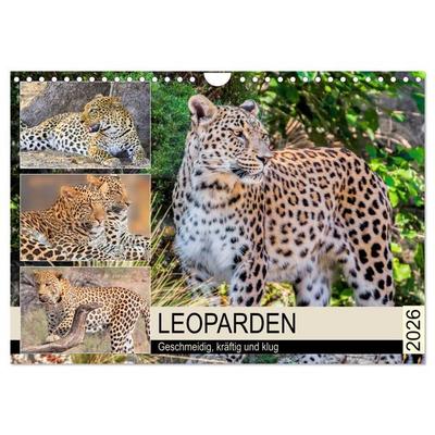 Leoparden. Geschmeidig, kräftig und klug (Wandkalender 2026 DIN A4 quer), CALVENDO Monatskalender