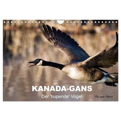 KANADA-GANS - Der 'hupende' Vogel (Wandkalender 2027 DIN A4 quer), CALVENDO Monatskalender