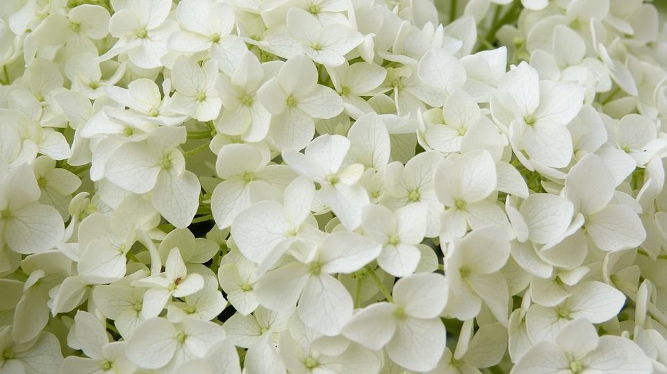 Pflanzen Hortensie 'Annabelle' 7,5 l Container