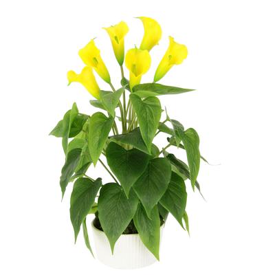 Kunstblume I.GE.A. "Calla", gelb, B:28cm H:45cm L:28cm, Kunstpflanzen, Im Topf aus Keramik Kunstpflanze Künstliche Blumen Seidenblumen