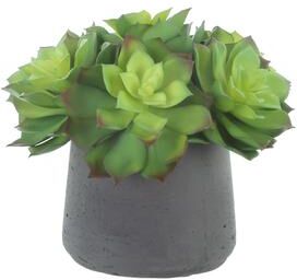 Creative Labs Echeveria Arrangement in Fiberstone Pot