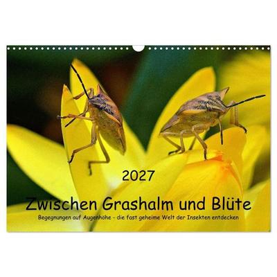 Zwischen Grashalm und Blüte (Wandkalender 2027 DIN A3 quer), CALVENDO Monatskalender