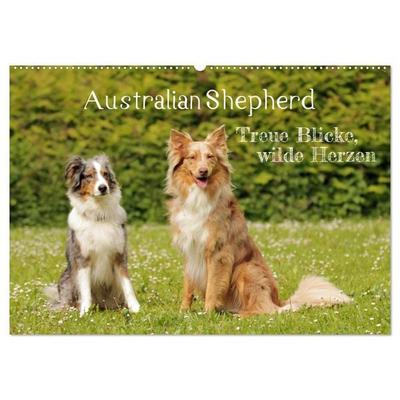 Australian Shepherd - Treue Blicke, wilde Herzen (Wandkalender 2027 DIN A2 quer), CALVENDO Monatskalender