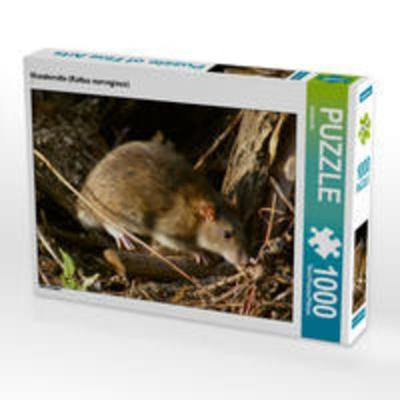 CALVENDO Puzzle Wanderratte (Rattus norvegicus) 1000 Teile Lege-Größe 64 x 48 cm Foto-Puzzle Bild von kattobello