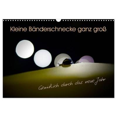 Kleine Bänderschnecke ganz groß - Gemütlich durch das neue Jahr (Wandkalender 2027 DIN A3 quer), CALVENDO Monatskalender