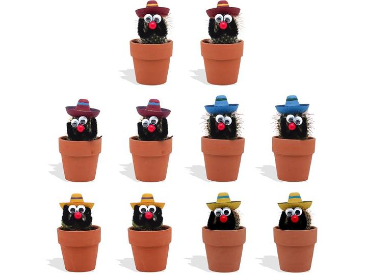 DutchLeafs Cactussen Mexicaan Sombrero in Terracotta Bloempot - 10 Stuks - Kwekerspot 5\,5 cm - Hoogte 8-15 cm - Mini Cactussen - Kamerplanten