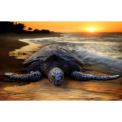 Fototapete PAPERMOON "STRAND-SCHILDKRÖTE SONNENUNTERGANG MEER TIERE FISCHE", bunt, B:2,5m L:1,86m, Vlies, Tapeten