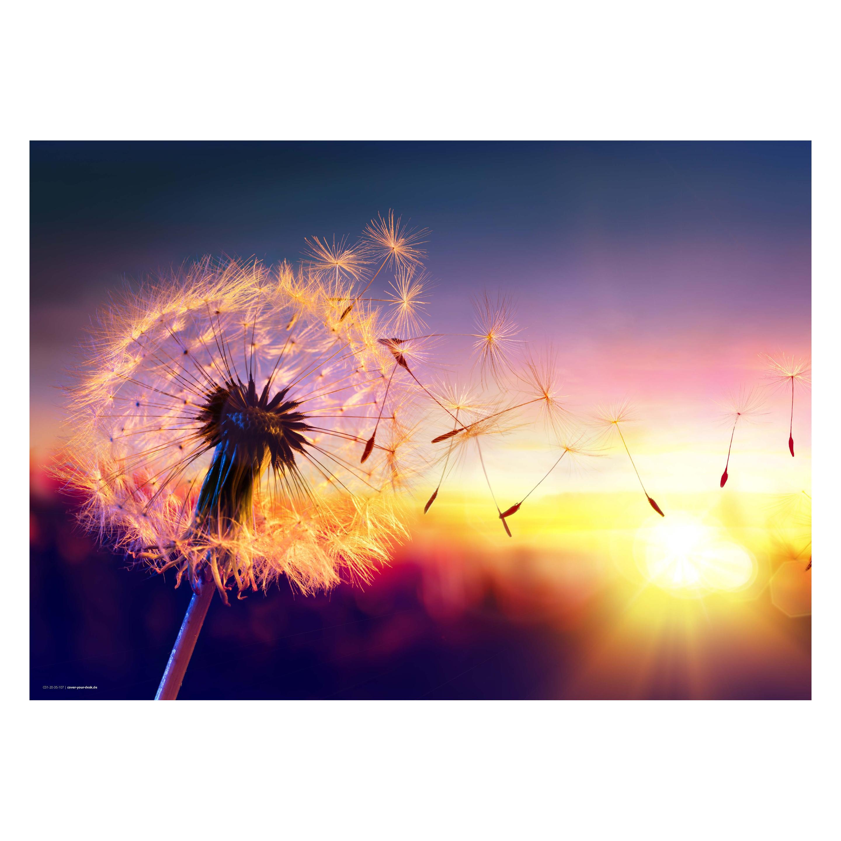CoverYourDesk Schreibtischunterlage Pusteblume im Sonnenlicht (21557295)