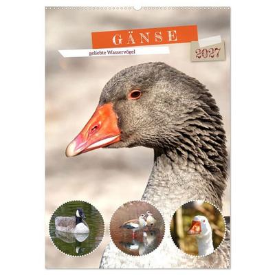 Gänse, geliebte Wasservögel (Wandkalender 2027 DIN A2 hoch), CALVENDO Monatskalender