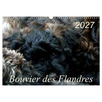 Bouvier des Flandres (Wandkalender 2027 DIN A3 quer), CALVENDO Monatskalender