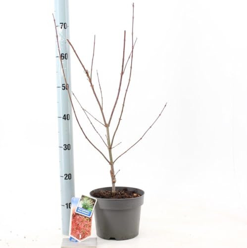 Acer pal. 'Jerre Schwartz' - Japanse Esdoorn | 60-70 cm in pot