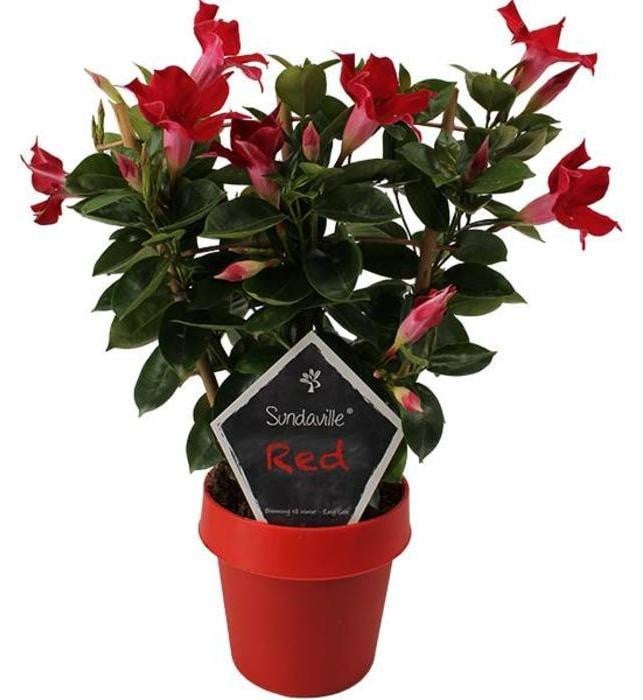 Junavera Mandevilla Sun Red Dipladenia met klimrek, rood, Hoogte: 40 cm, Diameter pot: 14 cm