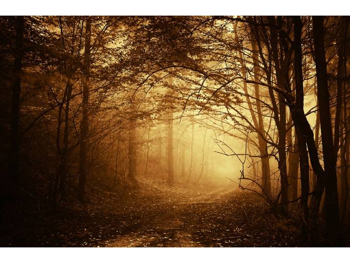 Fototapete PAPERMOON Dunkler Wald , bunt, B:5m L:2,8m, Vlies, Tapeten, Fototapete