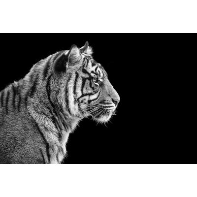 Fototapete PAPERMOON "Sumatra-Tiger-Porträt", bunt, B:5m L:2,8m, Vlies, Tapeten