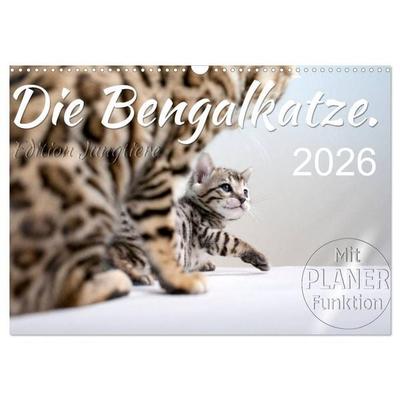 Die Bengalkatze. Edition Jungtiere (Wandkalender 2026 DIN A3 quer), CALVENDO Monatskalender