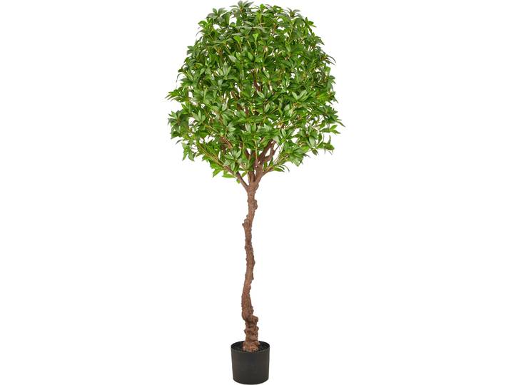 Kunstbaum CREATIV GREEN Pieris , grün, H:190cm, Obermaterial: 100% Kunststoff, Kunstpflanzen, Kunstbaum, als Hochstamm