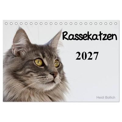 Rassekatzen 2027 (Tischkalender 2027 DIN A5 quer), CALVENDO Monatskalender