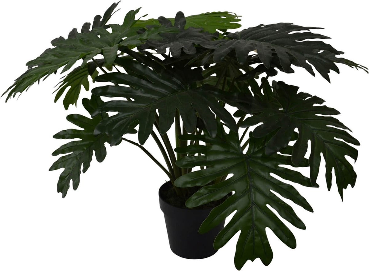 Noach Philodendron Xanadu groene kamerplant 60 cm