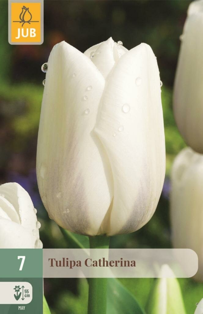 Jub Tulp Catherina 7 bollen