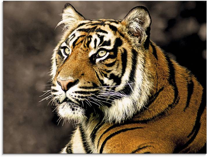 Glasbild ARTLAND Tiger_sepia , beige (farbe bild(er): natur), B:80cm H:60cm, Bilder, Glasbild, in verschiedenen Grössen