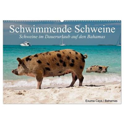 Schwimmende Schweine (Wandkalender 2027 DIN A2 quer), CALVENDO Monatskalender