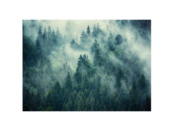 FOTOTAPETE Wald im Nebel Vliestapete 400x280