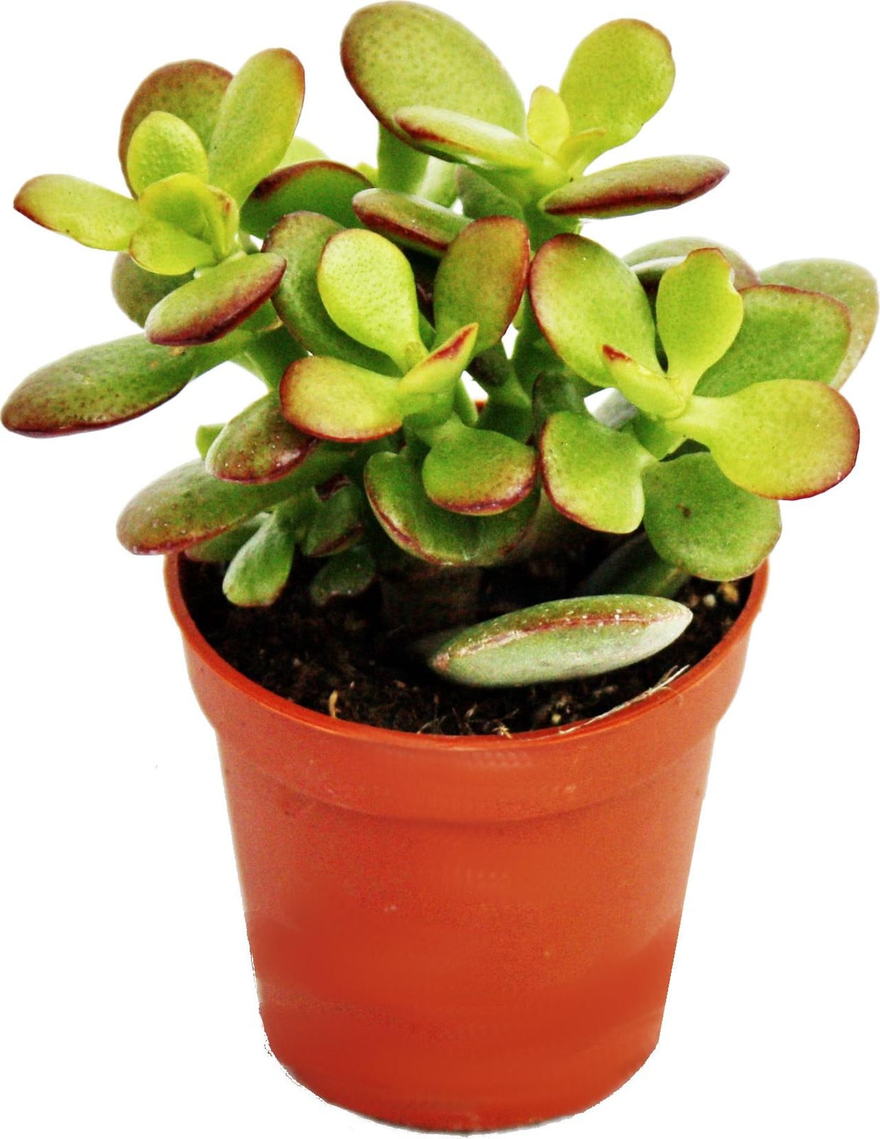 Exotenherz Crassula portulacea minor Klein penningboom in pot van 5,5 cm