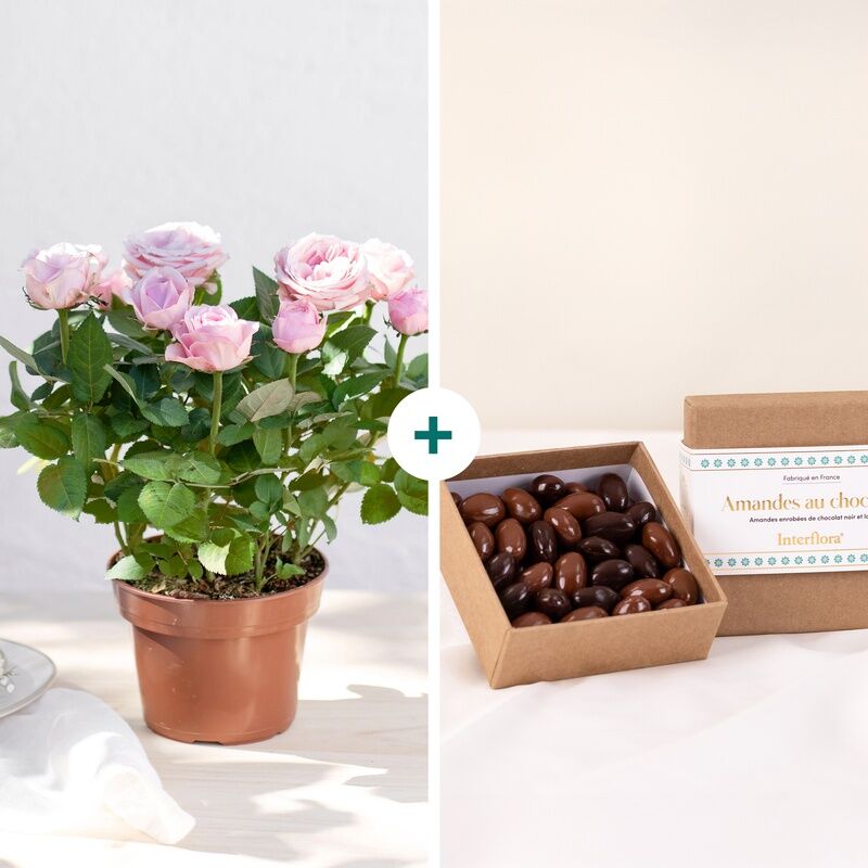 Rosier et ses chocolats - Livraison de fleurs - Interflora