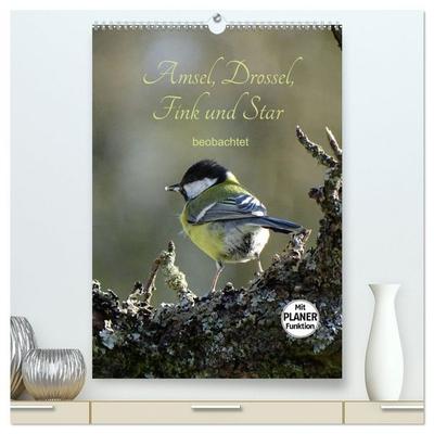 Amsel, Drossel, Fink und Star - beobachtet (hochwertiger Premium Wandkalender 2026 DIN A2 hoch), Kunstdruck in Hochglanz