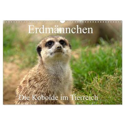 Erdmännchen - Die Kobolde im Tierreich (Wandkalender 2026 DIN A3 quer), CALVENDO Monatskalender