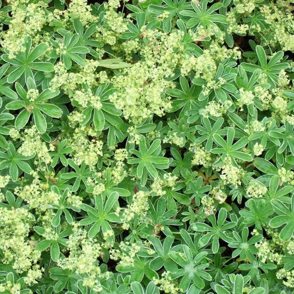 Set van 6 Alchemilla alpina Alpen Silbermantel planten in pot van 9x9 cm door Arborix