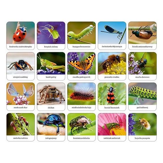 Adamigo Spiel Insekten und Spinnen polnisches Gedächtnis (7868)