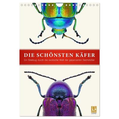 Die schönsten Käfer (Wandkalender 2027 DIN A4 hoch), CALVENDO Monatskalender