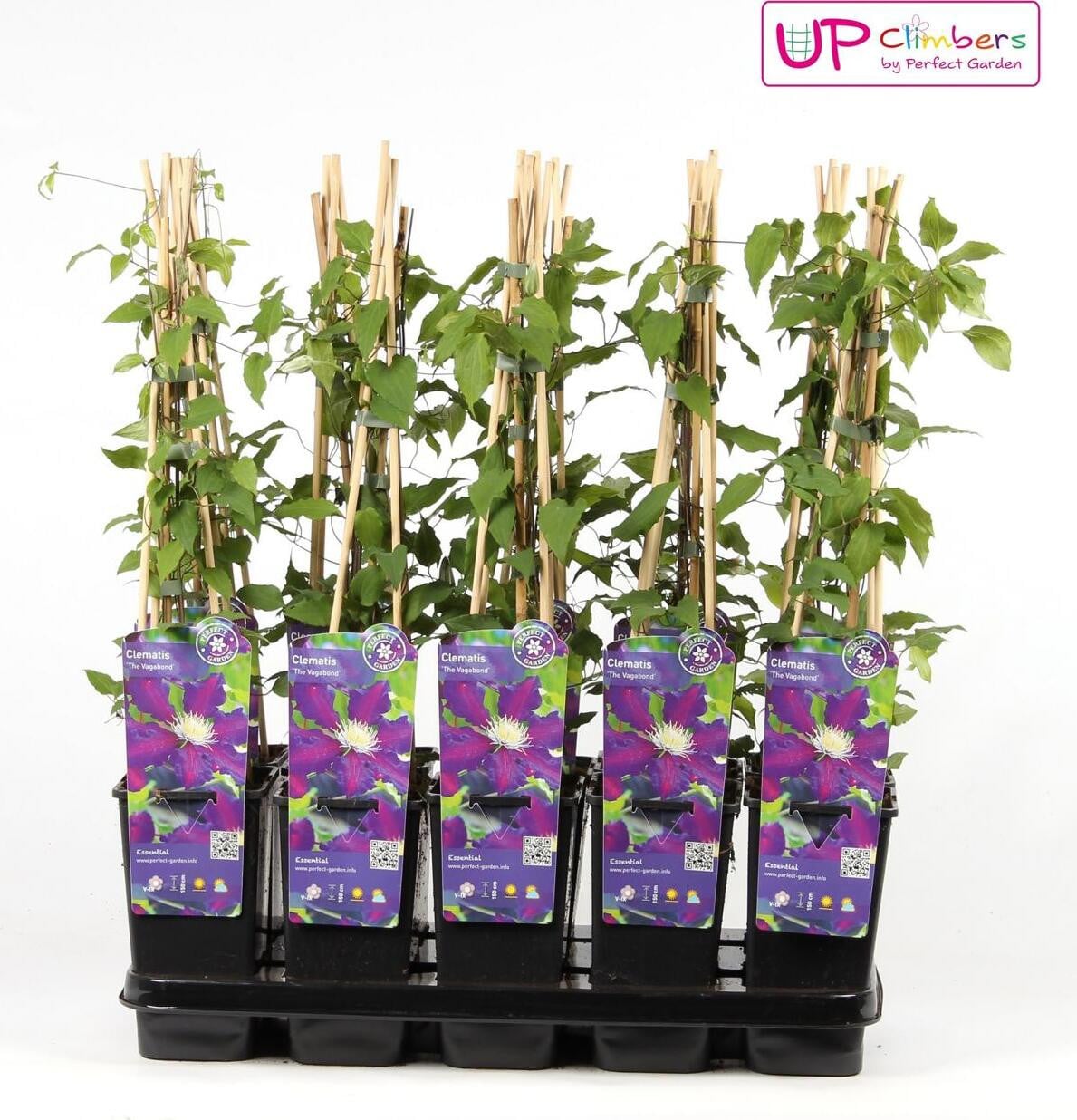 Hoogeveen Plants BV Klimop Clematis 'The Vagabond'