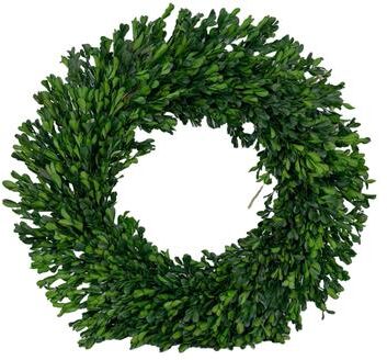 Galt International "Naturally Preserved Green Boxwood Wreath 21"" + Hanging Loop"