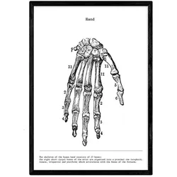 POSTER Anatomie Hand A4 Rahmenlos