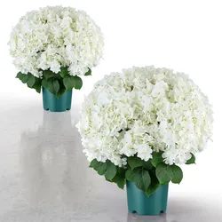 VEVOR 2er-Pack Kunstblumen im Topf 508 mm Hoch Gefälschte Hortensien Weiß, Künstliche Topfblumen für Wohnung Büro Café, aus Seidenstoff & PE-Kunststoff, Sofort Einsatzbereit, Pflegefreie Kunstpflanze