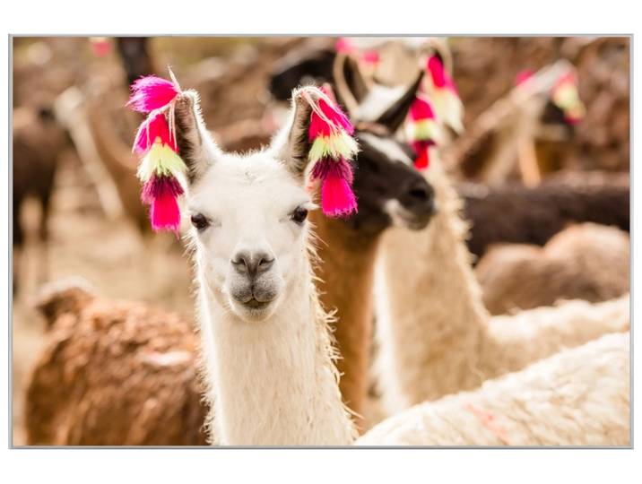 Bild mit Rahmen Lama mit Ohrschmuck image LAND