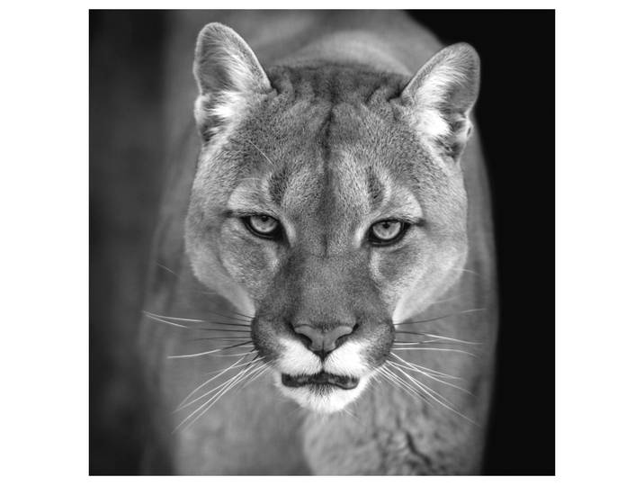 Acrylglasbild Puma image LAND