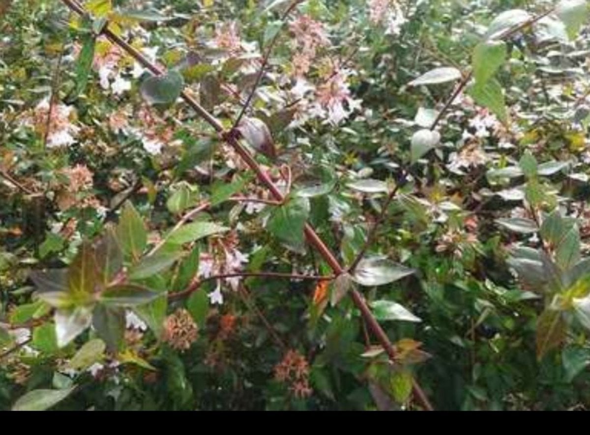 Abelia grandiflora - Abelia in pot - 25-30 cm