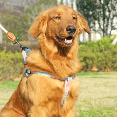 PetsAreLife Chest For Dog, Harness For Dogs, Leash Pet Supplies, Puppy Accessories Collars, Harnesses Leashes, Pets Collar purple blue xl