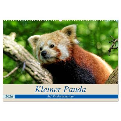 Kleiner Panda auf Entdeckungstour (Wandkalender 2026 DIN A2 quer), CALVENDO Monatskalender
