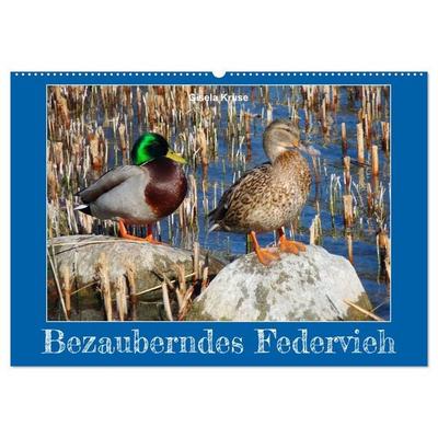 Bezauberndes Federvieh (Wandkalender 2026 DIN A2 quer), CALVENDO Monatskalender