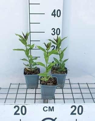 6 x Phlox (p) 'Europa' - Vlammende Phlox - Pot van 9 x 9 cm - GRDplanten
